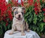 Puppy Nadia Faux Frenchbo Bulldog