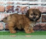 Small Photo #1 Zuchon Puppy For Sale in BEL AIR, MD, USA