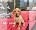Puppy Jimmy Labrador Retriever