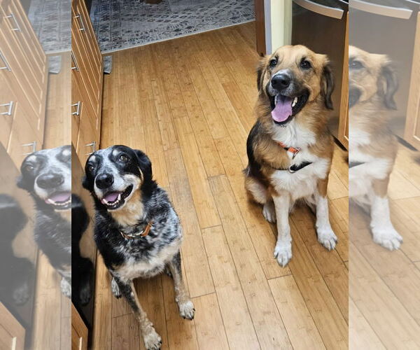 Medium Photo #3 Mutt Puppy For Sale in Thomasville, NC, USA