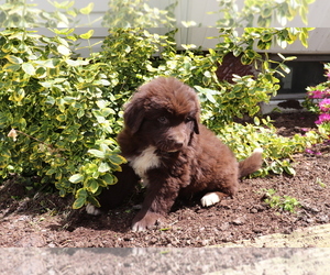 Newfoundland Puppy for sale in SHILOH, OH, USA