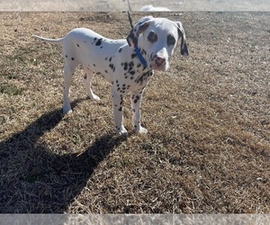 Dalmatian Puppy for sale in PIKEVILLE, NC, USA