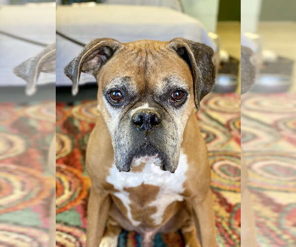 Medium Photo #2 Boxer Puppy For Sale in Austin, TX, USA