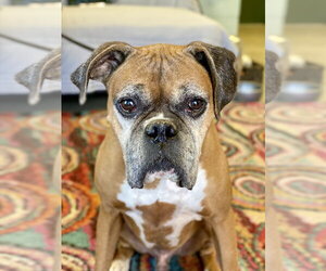 Chaucer - Male Boxer Dog for Adoption - Photo #2