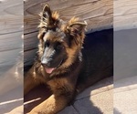 Small Photo #24 German Shepherd Dog Puppy For Sale in HESPERIA, CA, USA