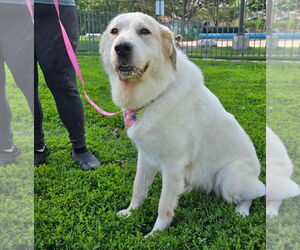Great Pyrenees Dogs for adoption in Techny, IL, USA