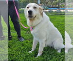 Small Great Pyrenees