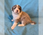 Small #3 Aussiedoodle