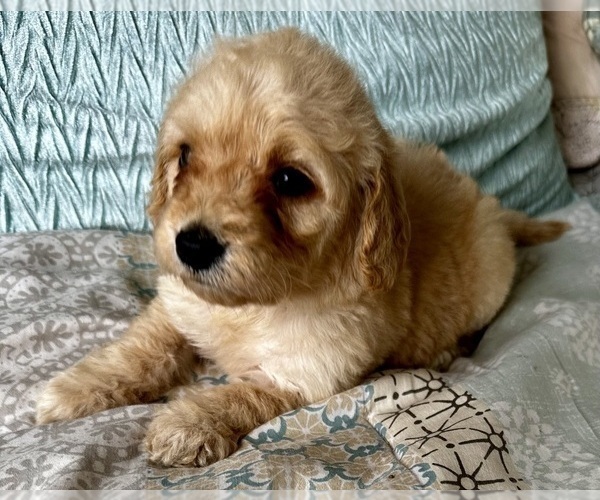 Medium Photo #47 Goldendoodle (Miniature) Puppy For Sale in PENSACOLA, FL, USA