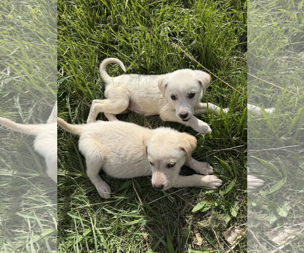 Medium Photo #3 Great Pyrenees-Unknown Mix Puppy For Sale in Chama, NM, USA
