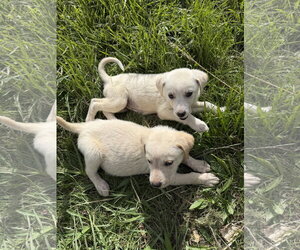 Sasha - Female Great Pyrenees-Unknown Mix Dog for Adoption - Photo #3