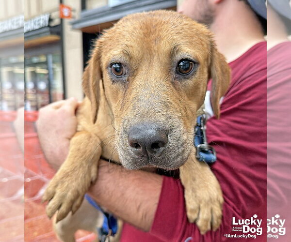 Medium Photo #3 Labrador Retriever-Unknown Mix Puppy For Sale in Washington, DC, USA