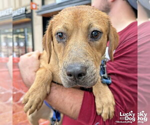 Tex - Male Labrador Retriever-Unknown Mix Dog for Adoption - Photo #3