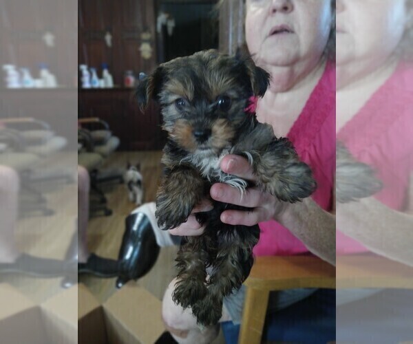 Medium Photo #1 Yorkshire Terrier Puppy For Sale in JAMAICA, IA, USA