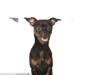 Miniature Pinscher Dogs for adoption in Tampa, FL, USA