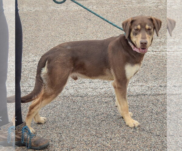 Medium Photo #3 Labrottie Puppy For Sale in Huntley, IL, USA