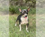 Small #6 Chihuahua Mix