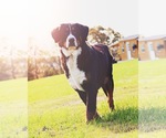 Small Photo #1 Bernese Mountain Dog Puppy For Sale in KARLSTAD, MN, USA