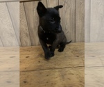 Puppy Blue Belgian Malinois