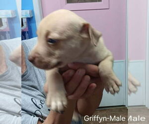 American Pit Bull Terrier-American Staffordshire Terrier Mix Dogs for adoption in Wenonah, NJ, USA