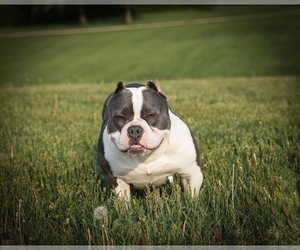 Mother of the American Bully puppies born on 01/04/2024