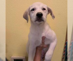 Labrador Retriever-Unknown Mix Dogs for adoption in Rockwall, TX, USA