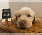 Puppy Jack Labrador Retriever