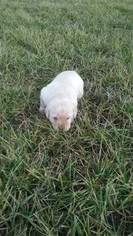 Labrador Retriever Puppy for sale in MONTGOMERY, IN, USA