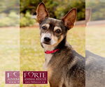 Small #2 American Rat Pinscher