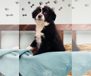 Australian Shepherd-Bichon Frise Mix Puppy for sale in CINCINNATI, OH, USA