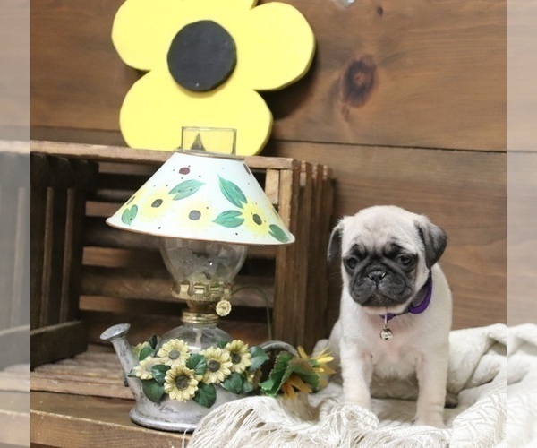 Medium Photo #1 Pug Puppy For Sale in NEWMANSTOWN, PA, USA