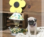 Small Photo #1 Pug Puppy For Sale in NEWMANSTOWN, PA, USA