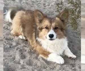 Father of the American Corgi puppies born on 02/10/2025