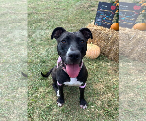 Medium Photo #23 American Pit Bull Terrier-Unknown Mix Puppy For Sale in Germantown, OH, USA