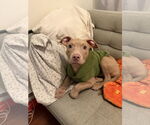 Small #1 Mutt