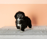 Small Photo #2 Miniature Bernedoodle-Poodle (Miniature) Mix Puppy For Sale in SHIPSHEWANA, IN, USA