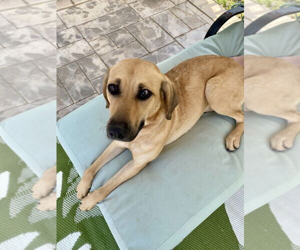 Medium Photo #3 Labrador Retriever-Unknown Mix Puppy For Sale in Mooresville, NC, USA