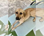 Small #2 Labrador Retriever Mix