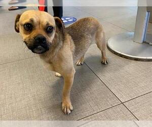 Chug Dogs for adoption in Rancho Cucamonga, CA, USA