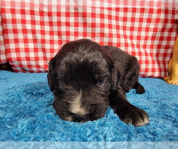 Medium Photo #31 Golden Mountain Dog Puppy For Sale in BLACK FOREST, CO, USA