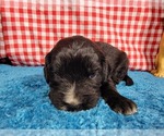 Small Photo #31 Golden Mountain Dog Puppy For Sale in BLACK FOREST, CO, USA