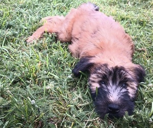 Soft Coated Wheaten Terrier Puppy for sale in BONNERS FERRY, ID, USA