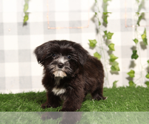 Morkie Puppy for sale in MARIETTA, GA, USA