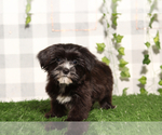 Small Morkie