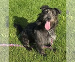 Scruffy - Male Mutt Dog for Adoption - Small photo