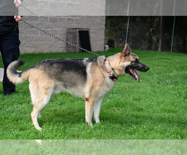 Medium Photo #2 German Shepherd Dog Puppy For Sale in Glen Allen, VA, USA