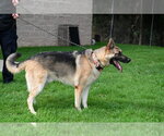 Small #1 German Shepherd Dog