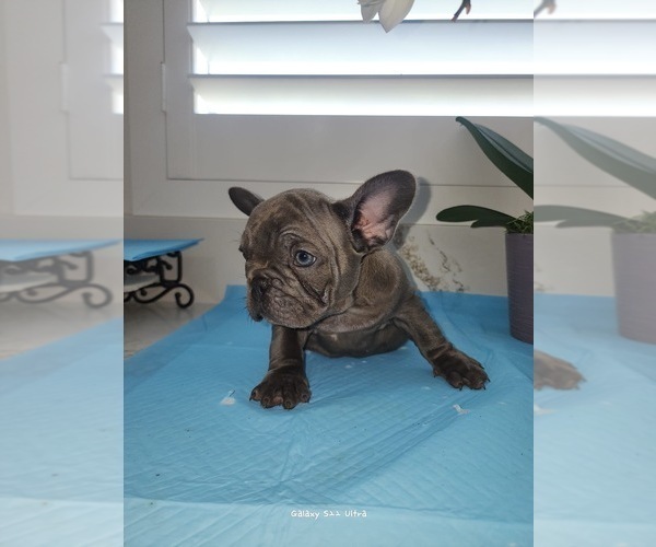 Medium Photo #3 French Bulldog Puppy For Sale in RIVERSIDE, CA, USA