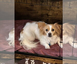 MITCH - Male Papillon-Unknown Mix Dog for Adoption - Photo #3