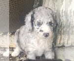 Small Photo #5 Aussiedoodle Puppy For Sale in DOWELLTOWN, TN, USA